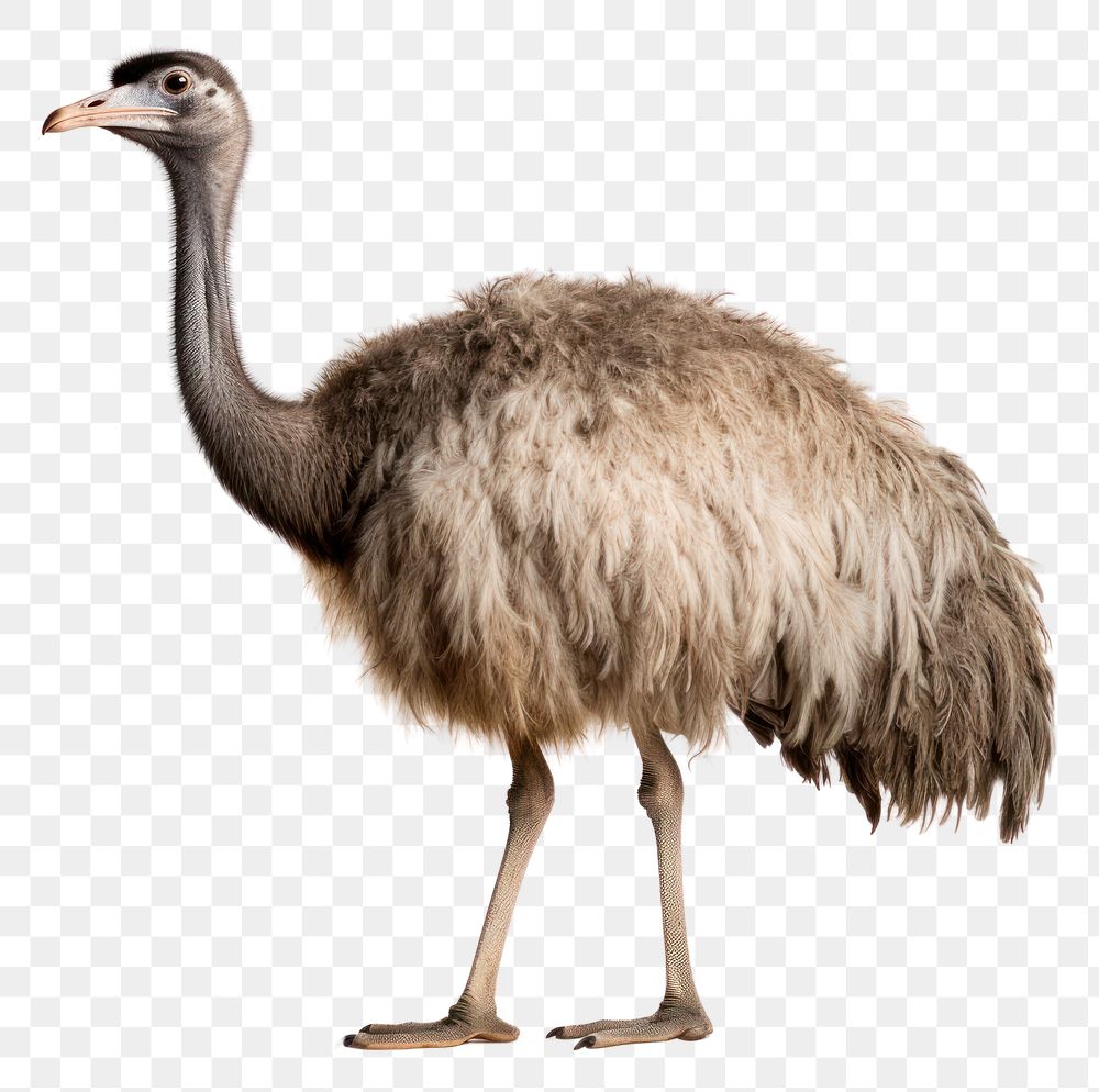 PNG Ostrich ostrich animal bird. AI generated Image by rawpixel.