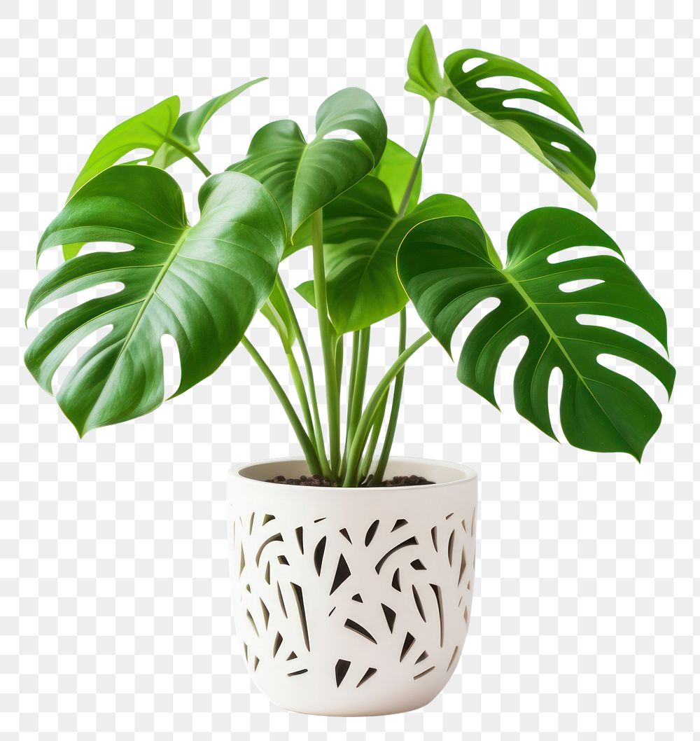 PNG Monstera tree planted white ceramic pot vase leaf houseplant. AI generated Image by rawpixel.