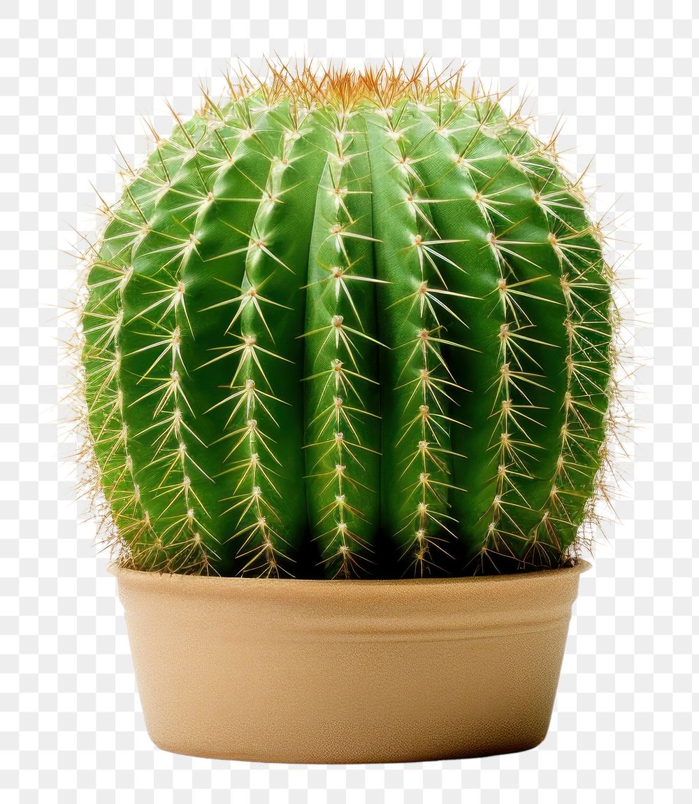 PNG  Cactus plant white background houseplant. AI generated Image by rawpixel.