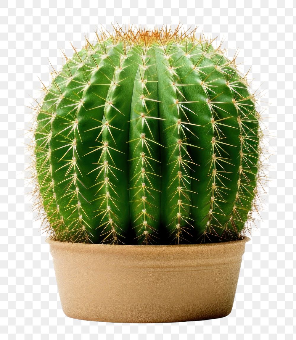 PNG Cactus plant houseplant. 