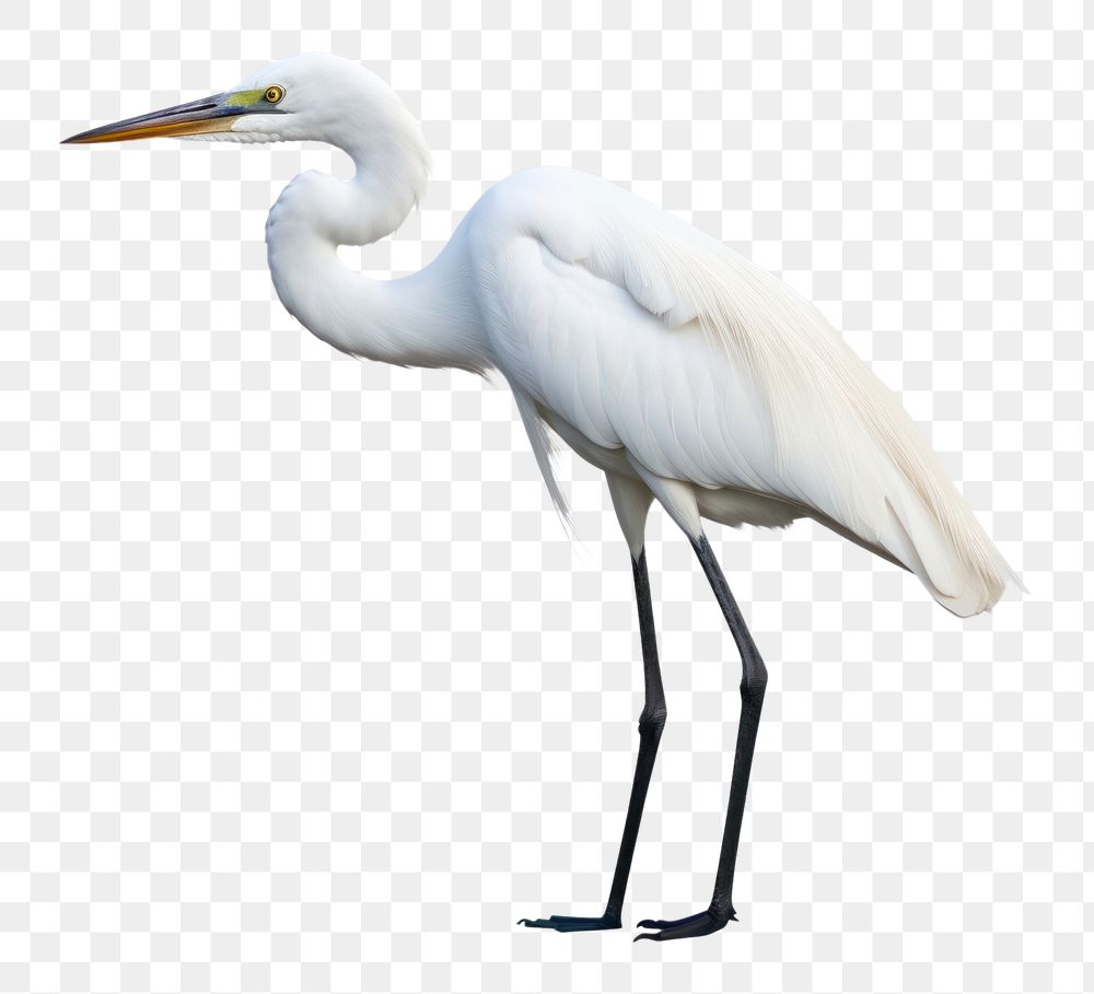PNG Egret animal heron white. AI generated Image by rawpixel.