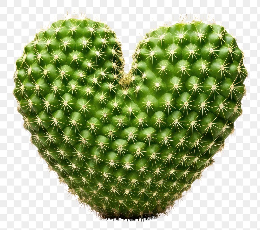 PNG Heart shaped cactus plant freshness. 