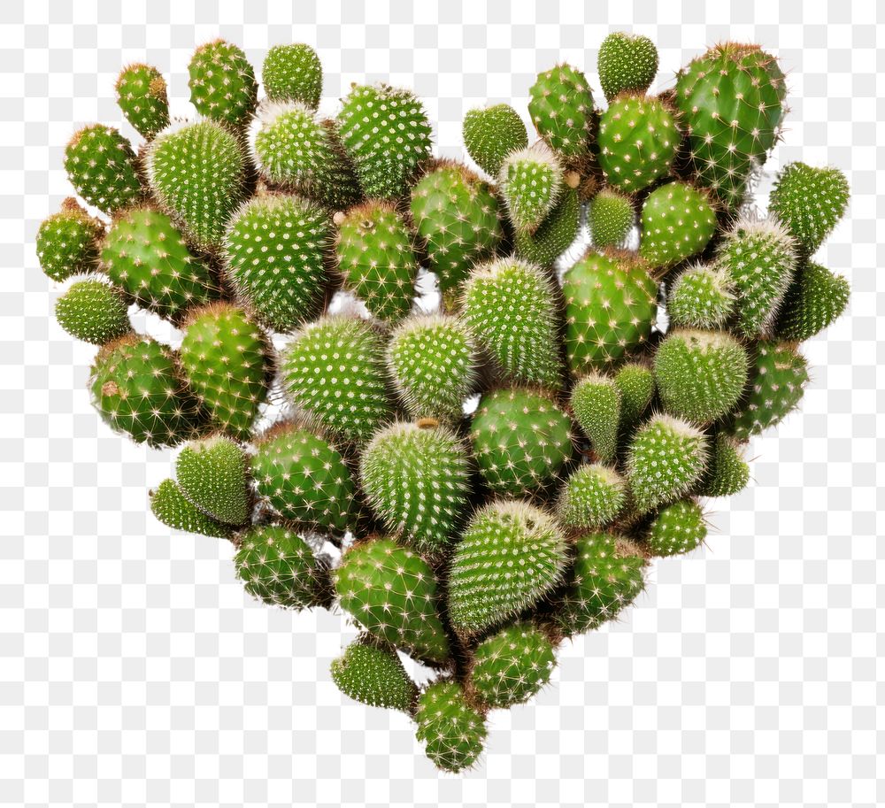 PNG  Heart shaped cactus plant white background freshness. AI generated Image by rawpixel.
