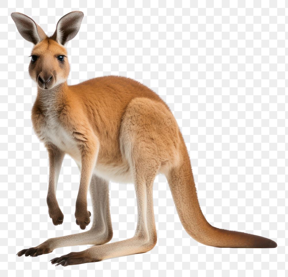 PNG Kangaroo kangaroo wallaby animal. AI generated Image by rawpixel.