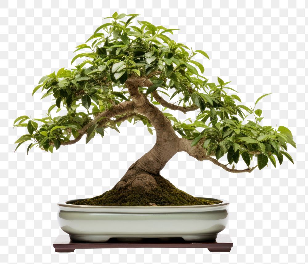 PNG Bonsai bonsai plant tree. AI generated Image by rawpixel.