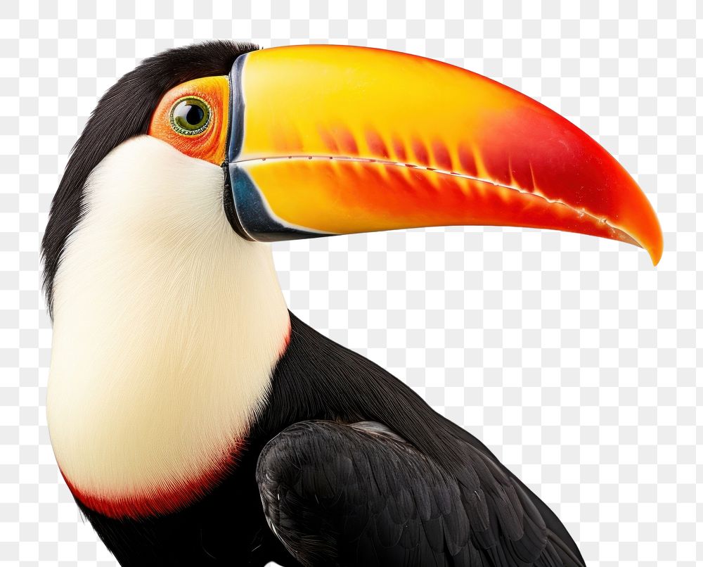 PNG Toucan animal beak bird. AI generated Image by rawpixel.