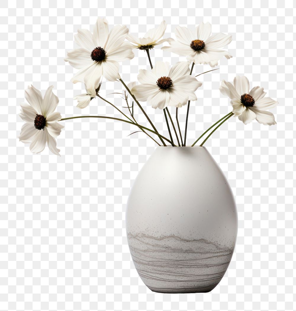 PNG  Modern vase flower plant white. 