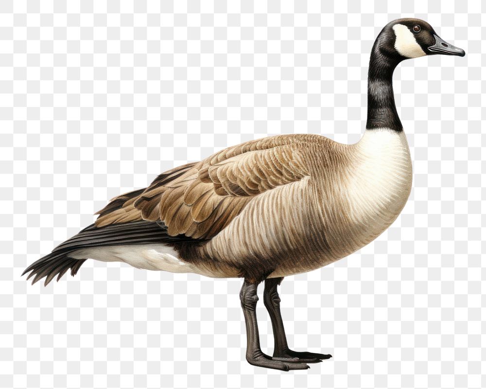 PNG A canada goose animal bird  