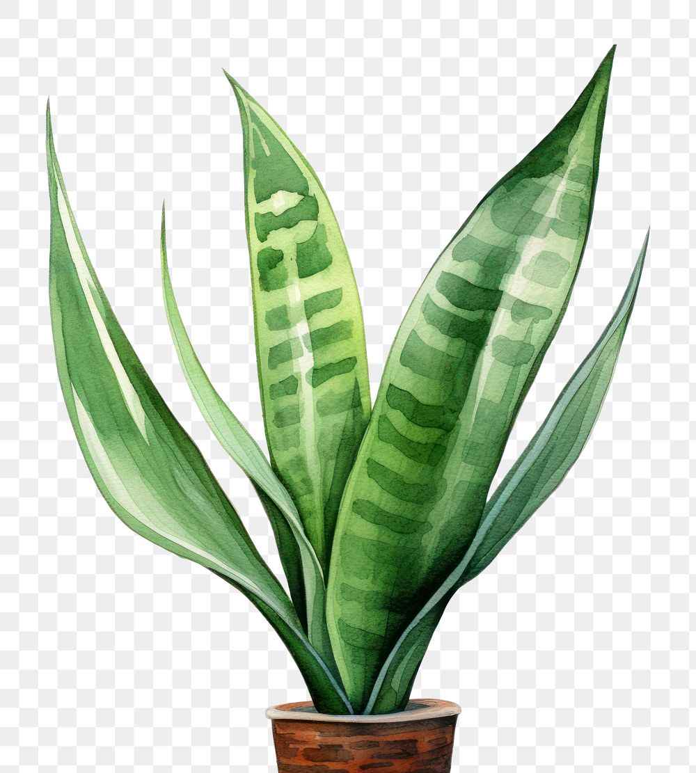 PNG Snake plant leaf houseplant flowerpot. 