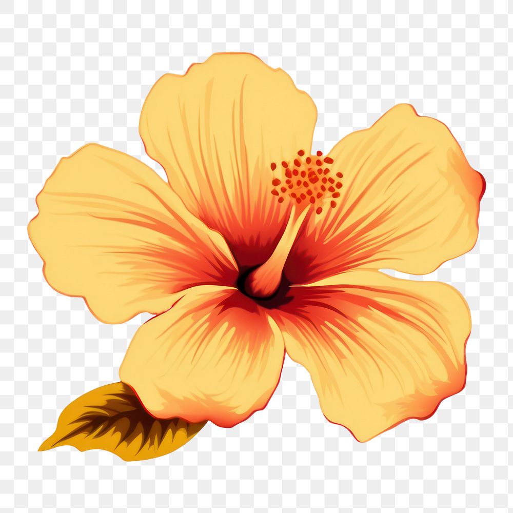 PNG Flower hibiscus petal plant. 