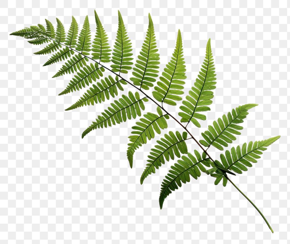 PNG  Fern plant leaf freshness. AI generated Image by rawpixel.