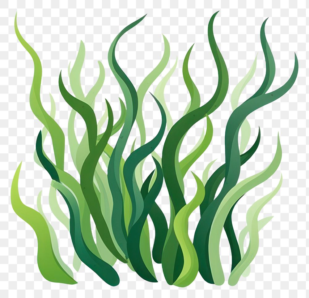PNG Seaweed plant white background wheatgrass. AI generated Image by rawpixel.