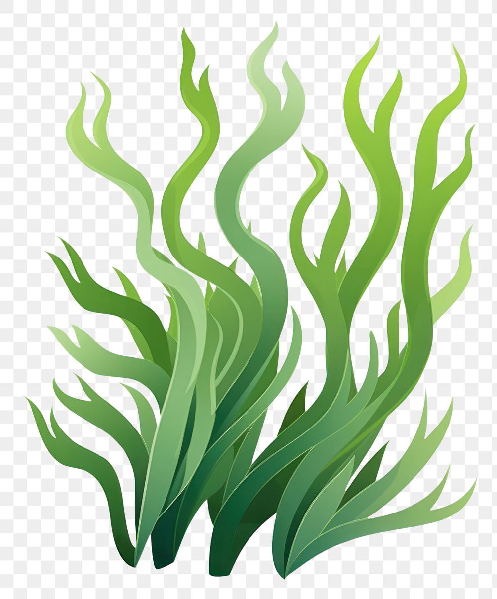 PNG Seaweed white background wheatgrass nature. AI generated Image by rawpixel.