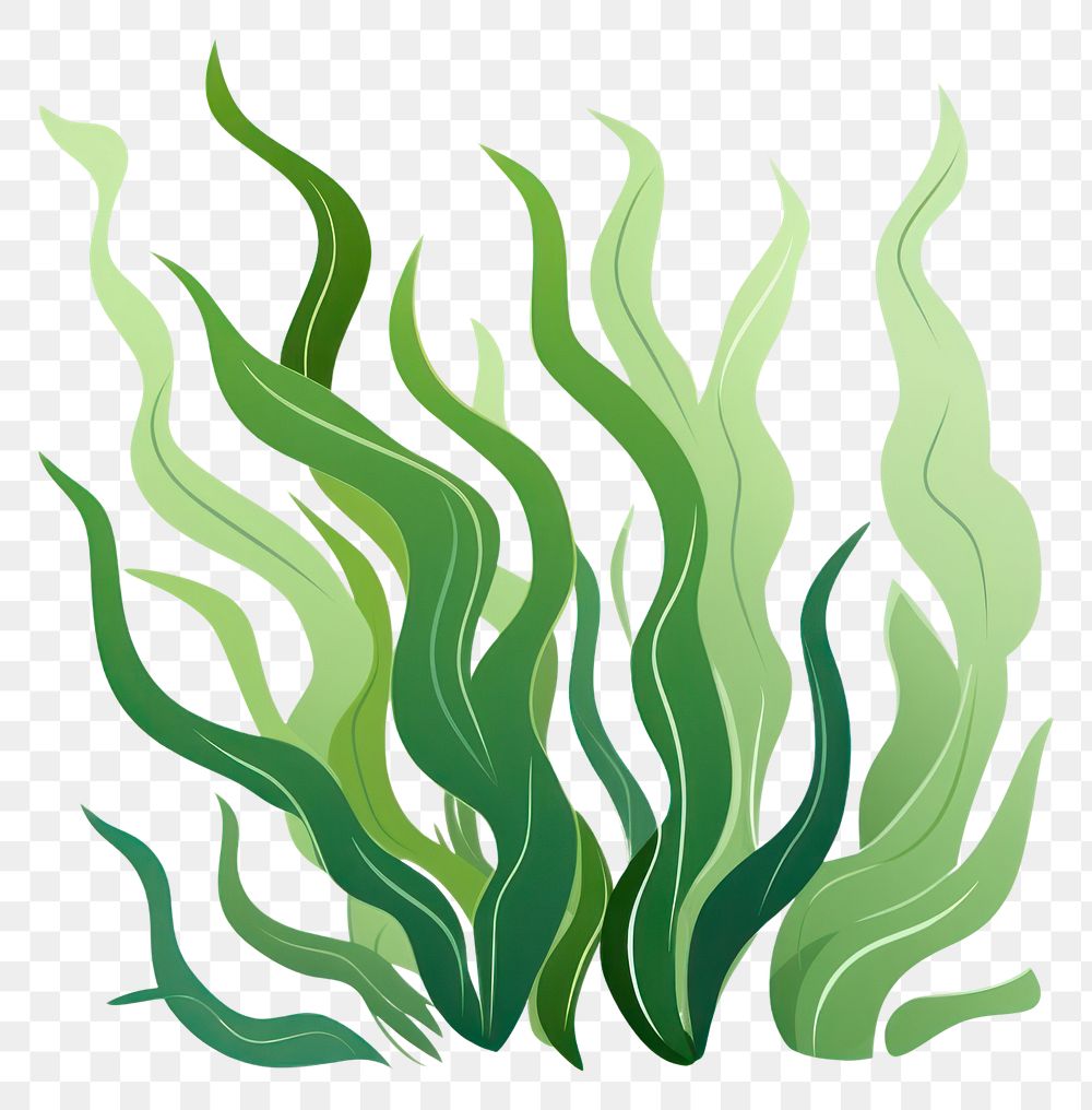PNG Seaweed green white background underwater. AI generated Image by rawpixel.