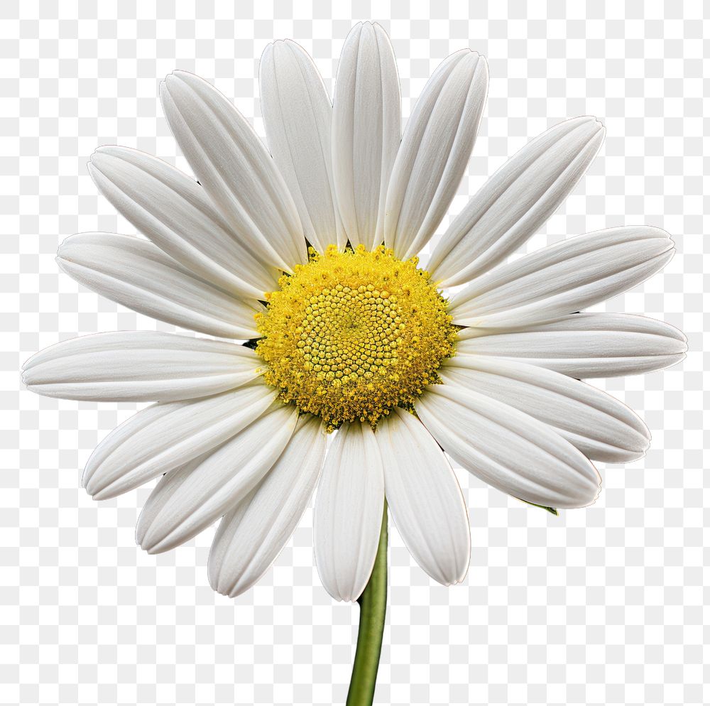 PNG White daisy blossom flower petal. 