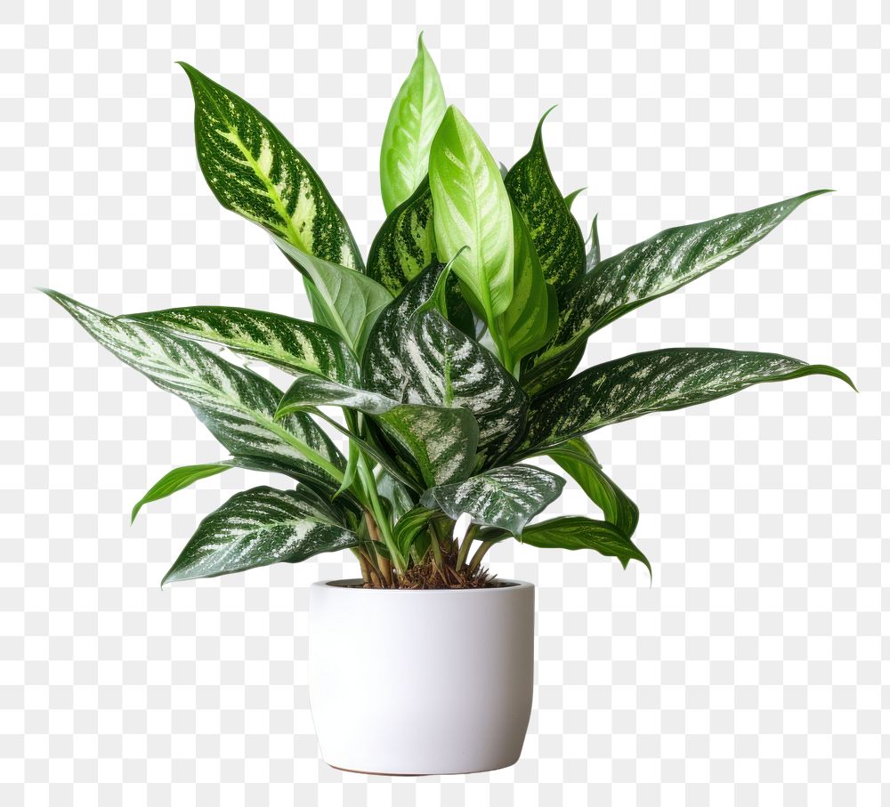 PNG  Dieffenbachia Compacta plant leaf houseplant. AI generated Image by rawpixel.