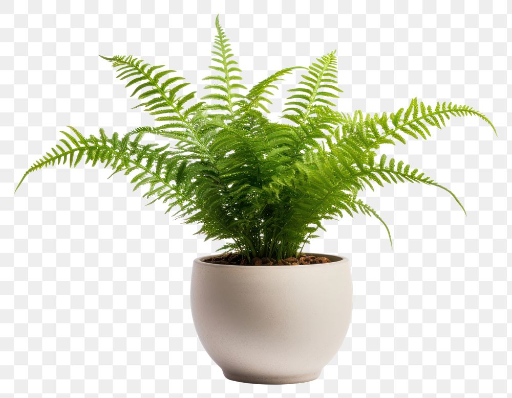 PNG Fern plant white background houseplant. AI generated Image by rawpixel.