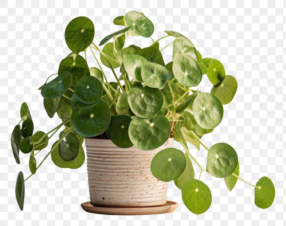 PNG  Pilea plant leaf houseplant