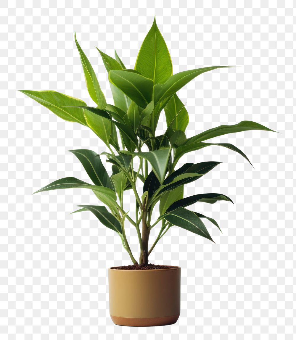 PNG  Plant leaf houseplant freshness. 