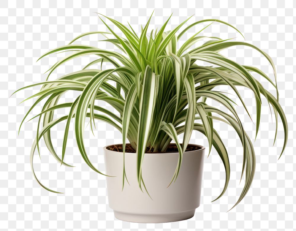 PNG  Spider plant white background bromeliaceae houseplant. AI generated Image by rawpixel.