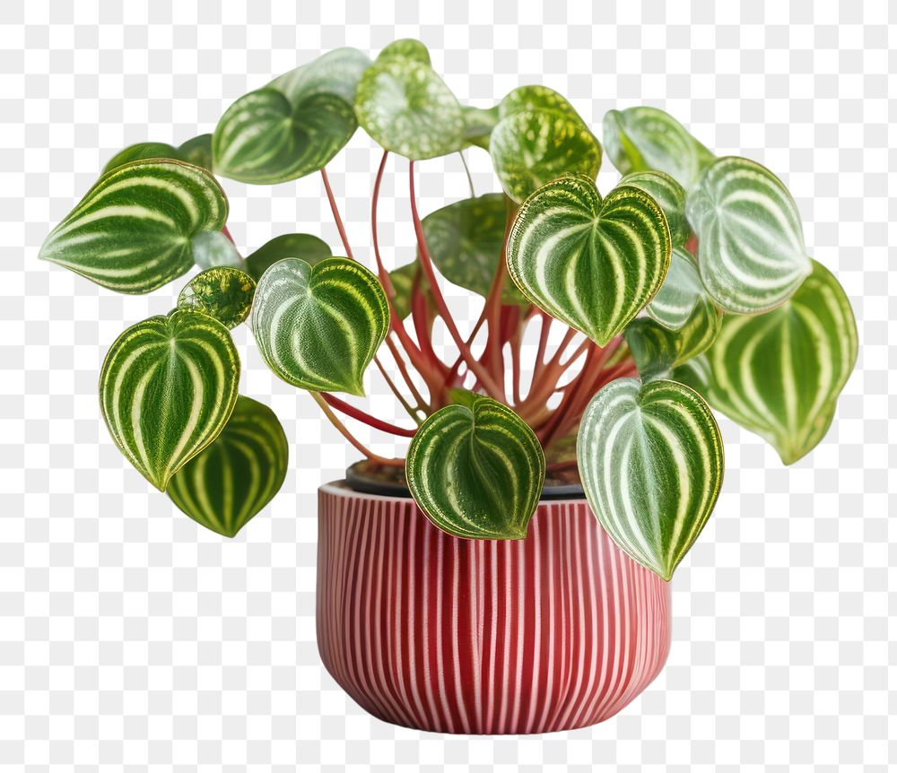PNG  WATERMELON PEPEROMIA plant leaf houseplant. AI generated Image by rawpixel.