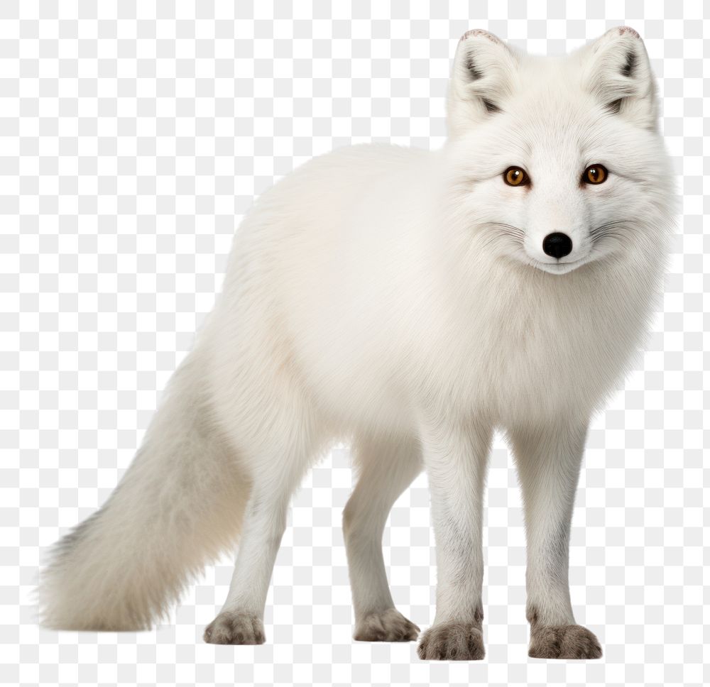 PNG Wildlife mammal animal fox. AI generated Image by rawpixel.