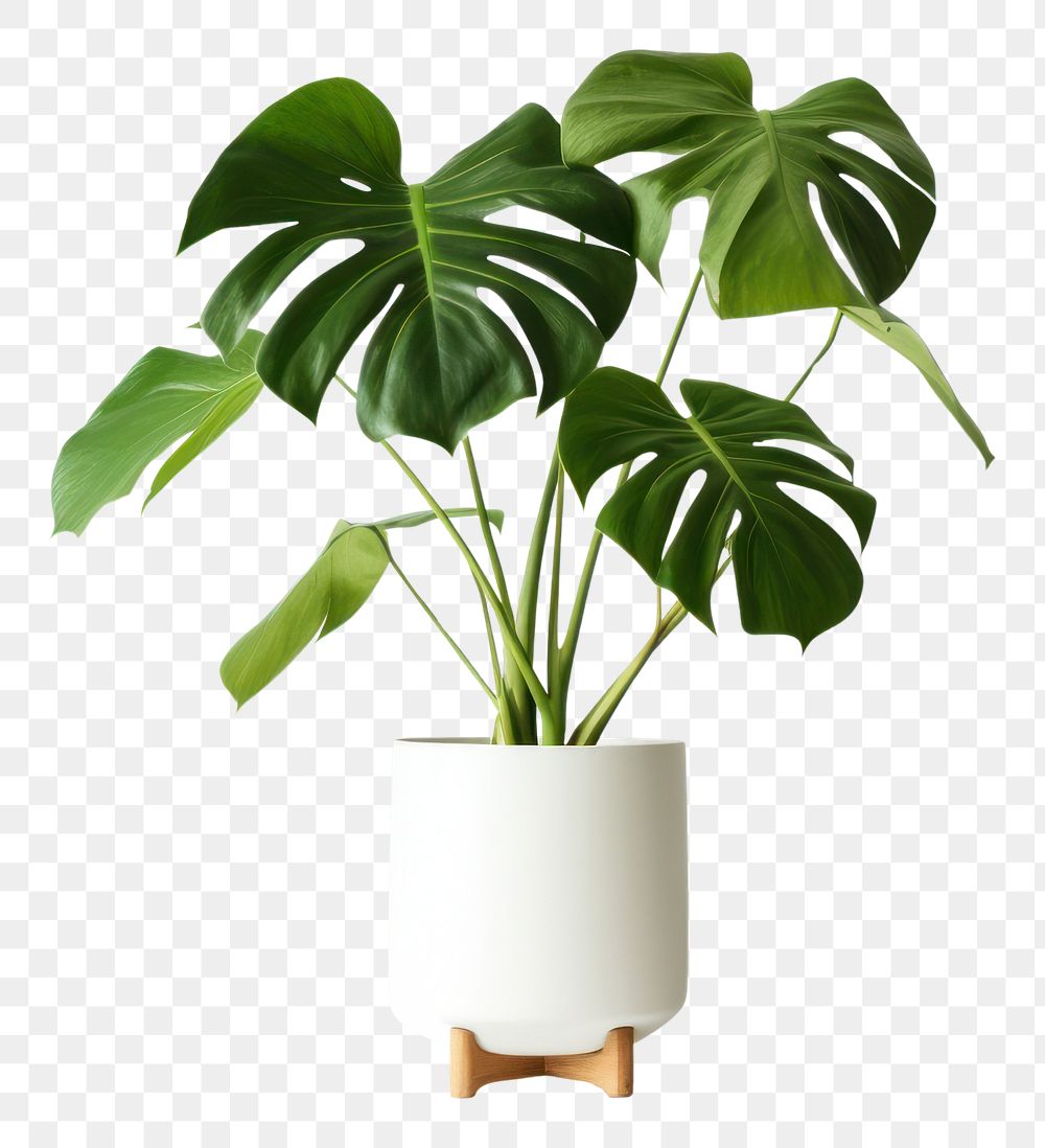 PNG Decorative monstera tree planted white ceramic leaf vase white background. AI generated Image by rawpixel.