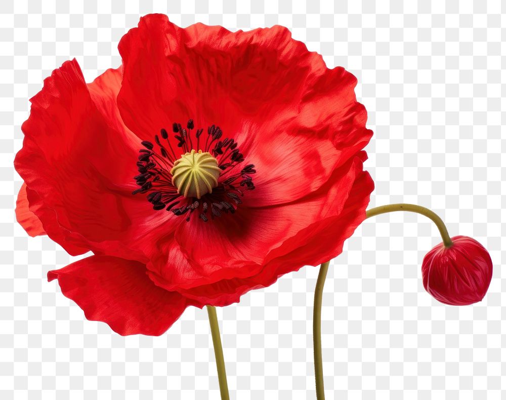 PNG Poppy flower blossom plant rose. AI generated Image by rawpixel.