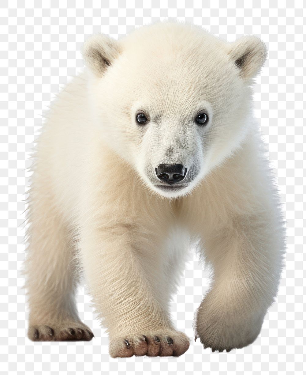 PNG Polar cub walking wildlife animal mammal. AI generated Image by rawpixel.