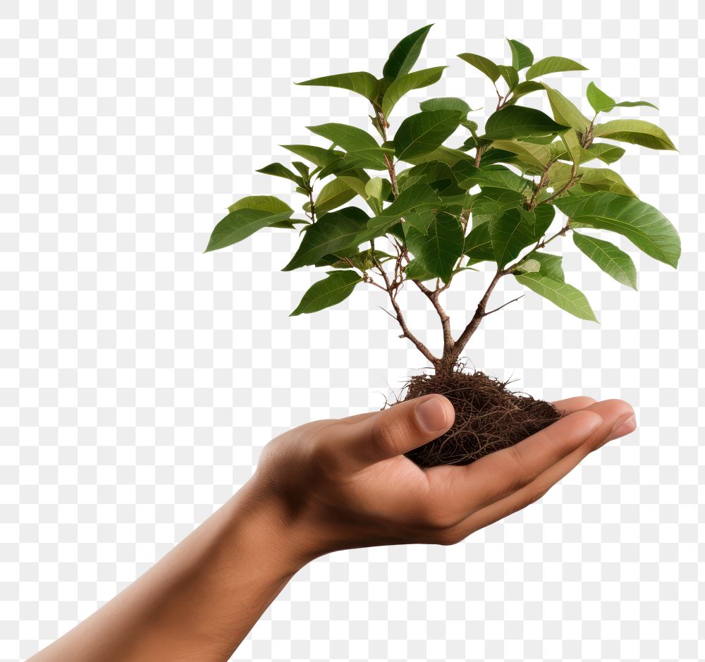 PNG Plant tree planting bonsai. AI generated Image by rawpixel.