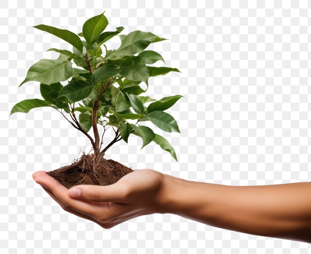 PNG Plant planting adult leaf. AI generated Image by rawpixel.