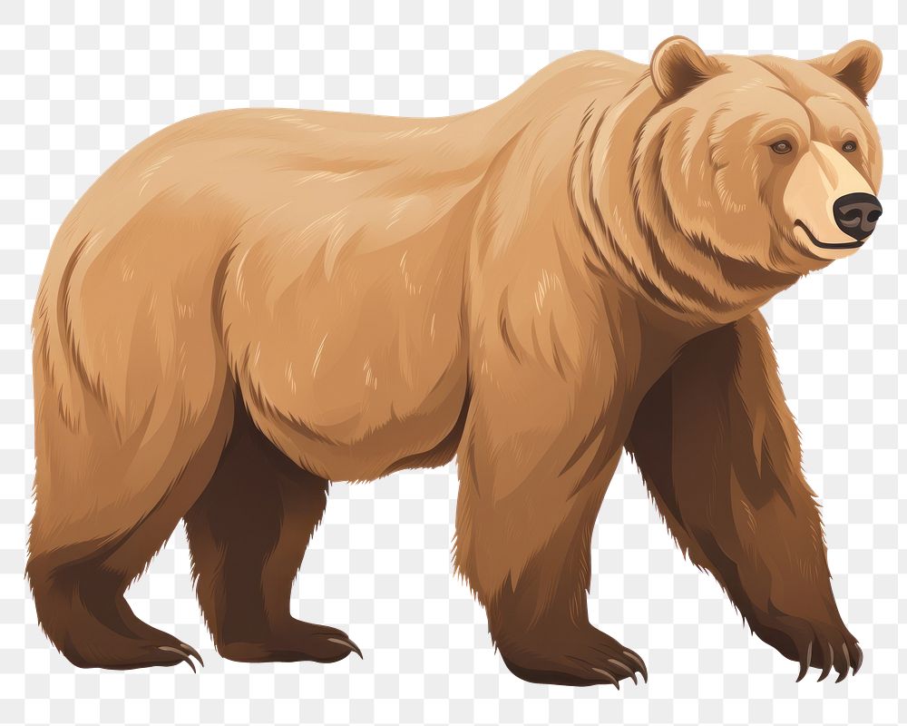 PNG Bear cartoon mammal animal. 