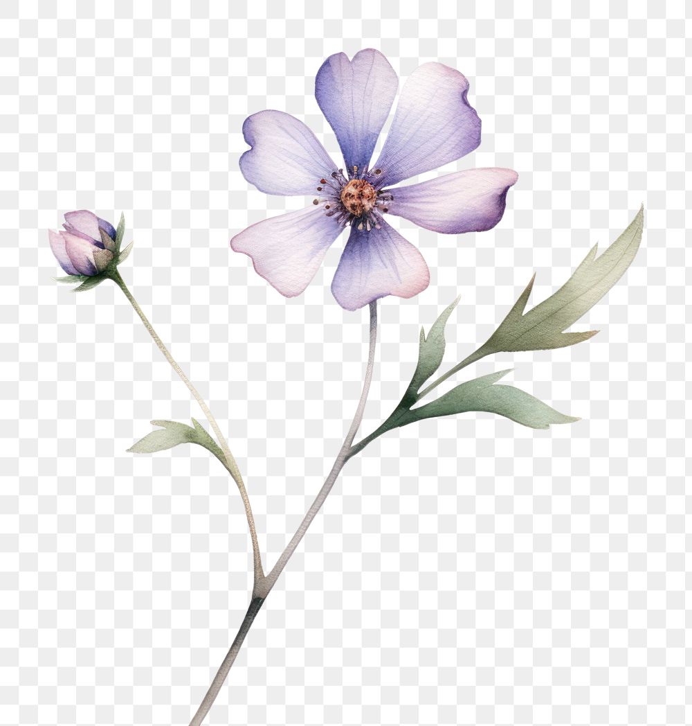 PNG A wildflower blossom petal plant. AI generated Image by rawpixel.