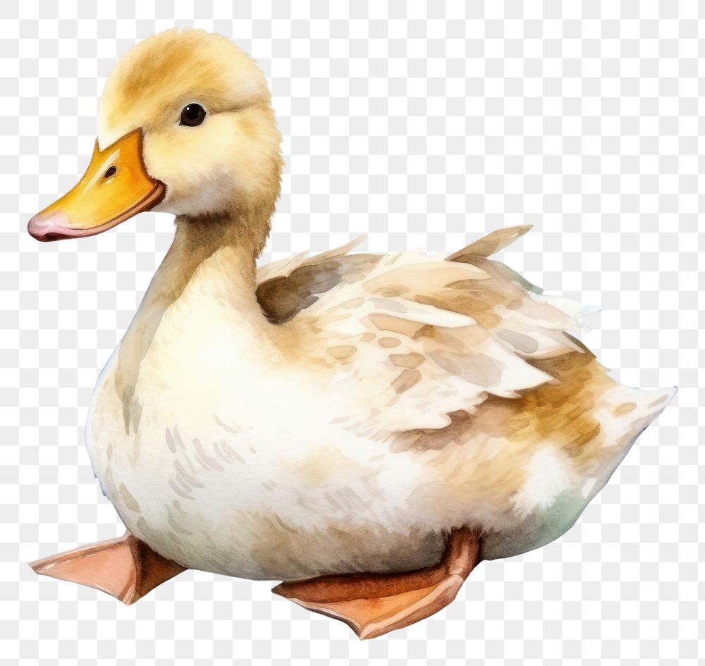 PNG Animal duck cartoon bird. AI generated Image by rawpixel.