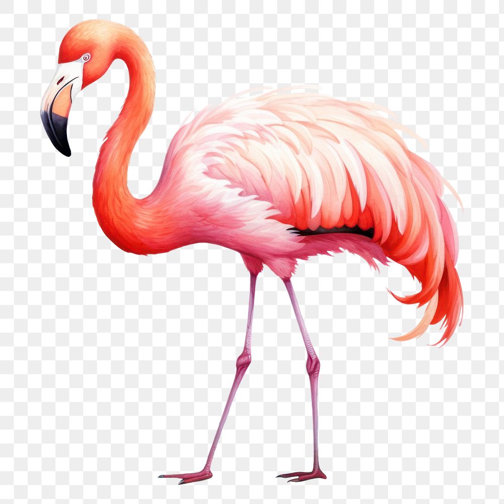 PNG Animal flamingo cartoon bird. AI generated Image by rawpixel.