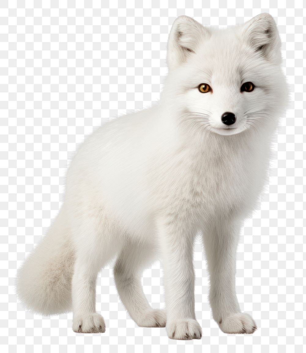 PNG Arctic fox wildlife standing mammal. AI generated Image by rawpixel.