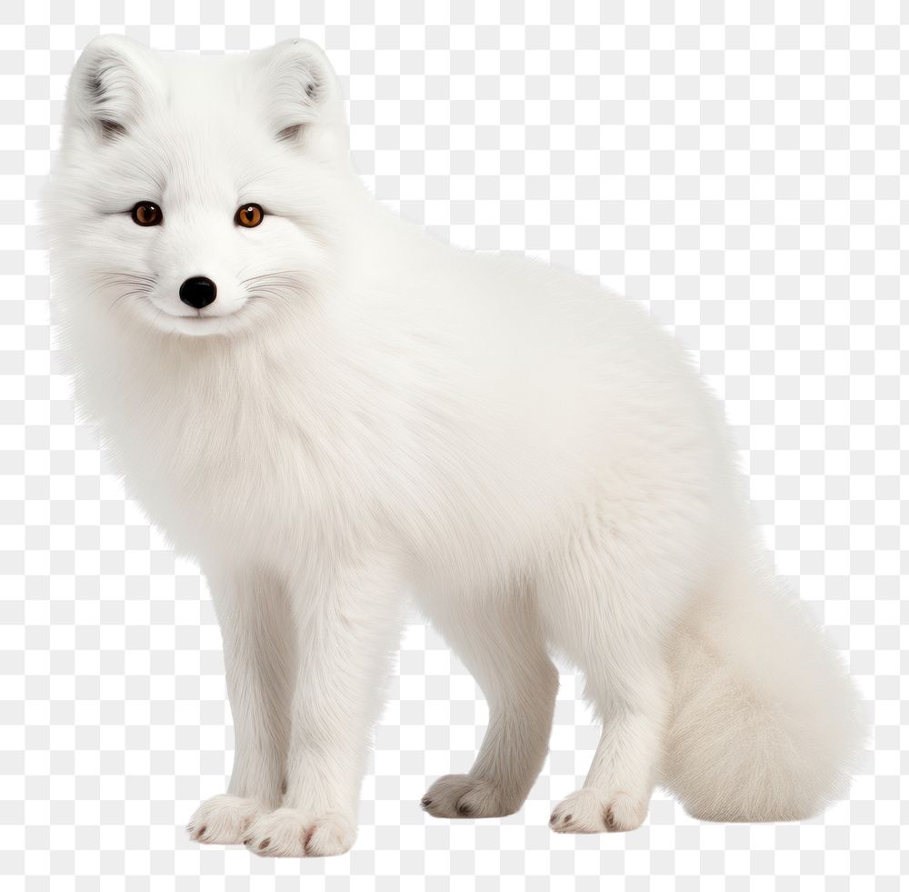 PNG Arctic fox wildlife standing mammal. AI generated Image by rawpixel.