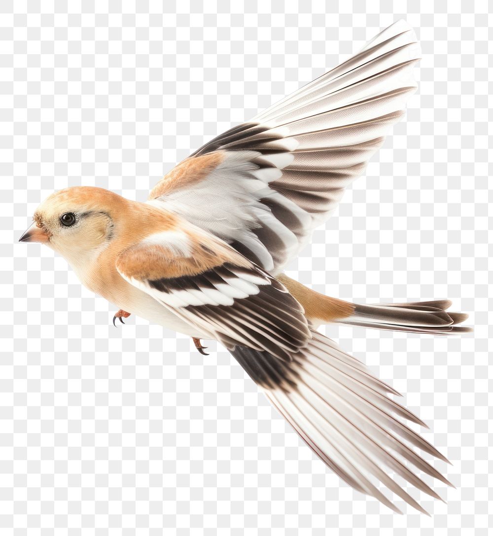 PNG Snow bunting sparrow animal flying