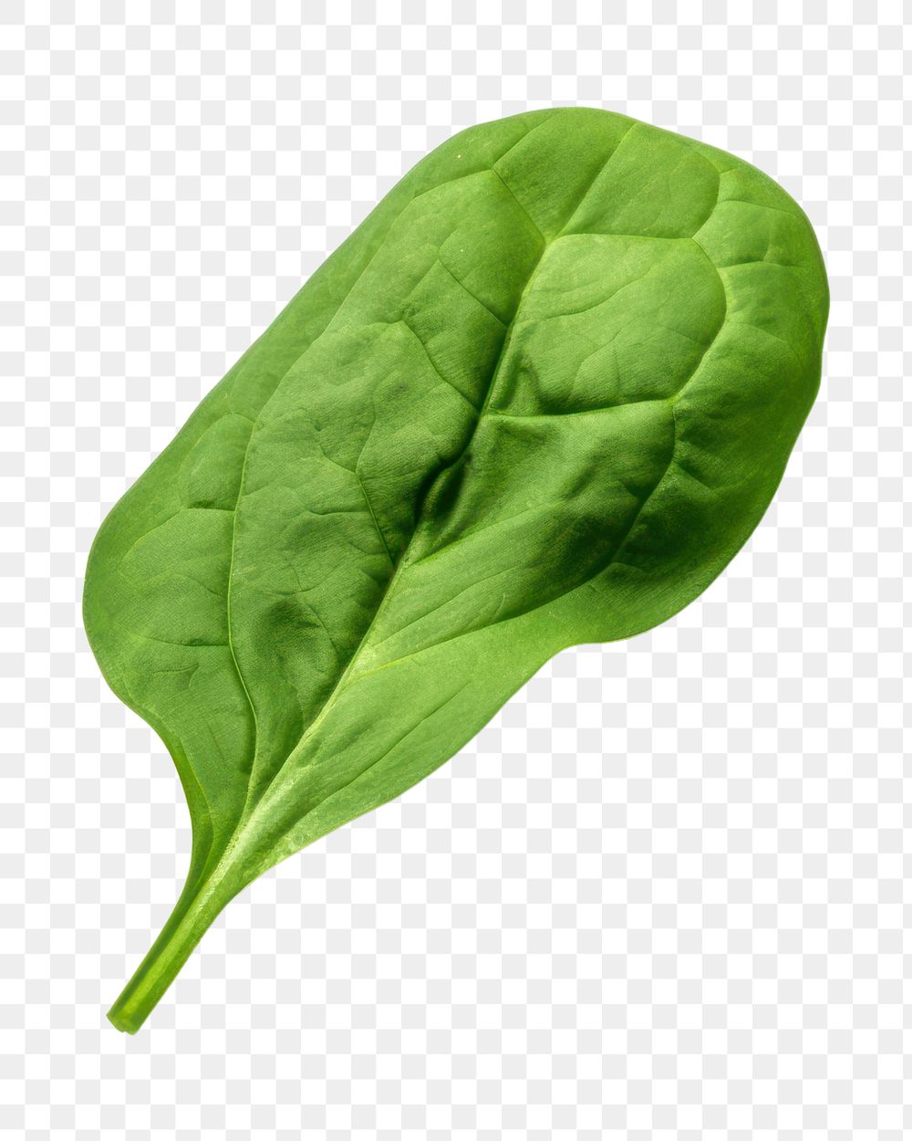PNG Spinach spinach vegetable plant. AI generated Image by rawpixel.