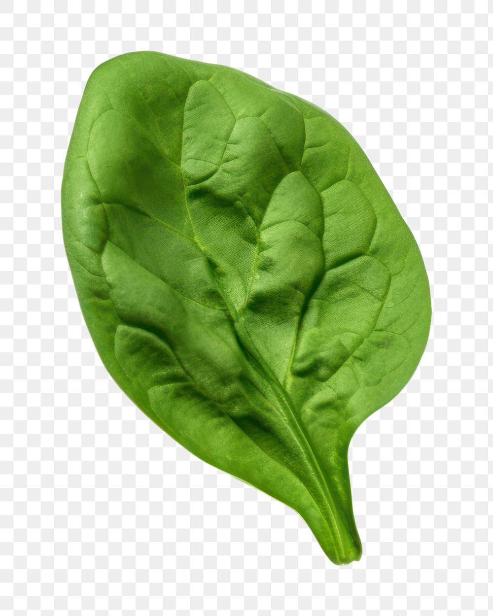 PNG Spinach spinach vegetable plant. AI generated Image by rawpixel.