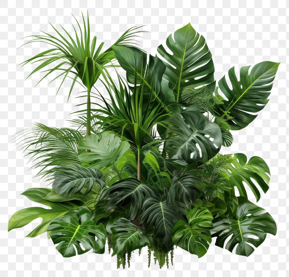 PNG Tropical plants tropics nature green