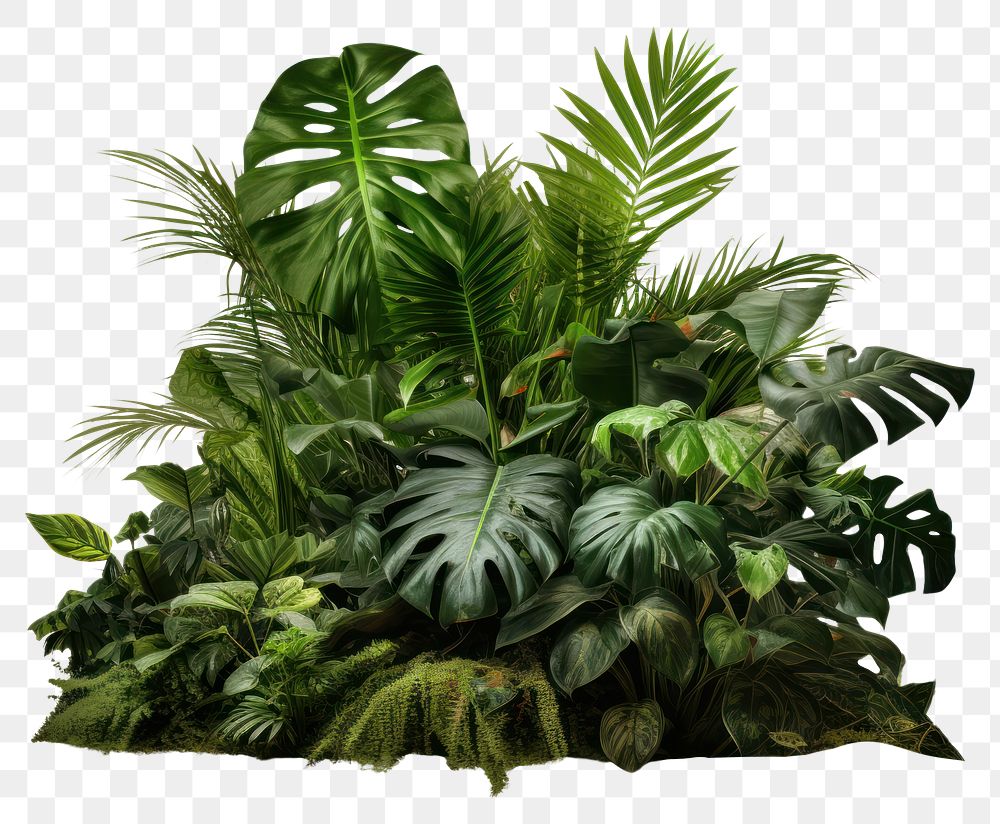 PNG Tropical plants vegetation outdoors tropics. AI generated Image by rawpixel.