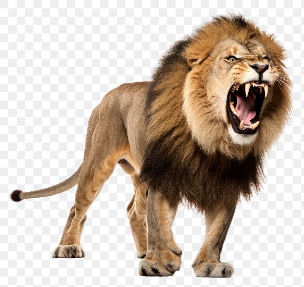 PNG A lion wildlife mammal animal