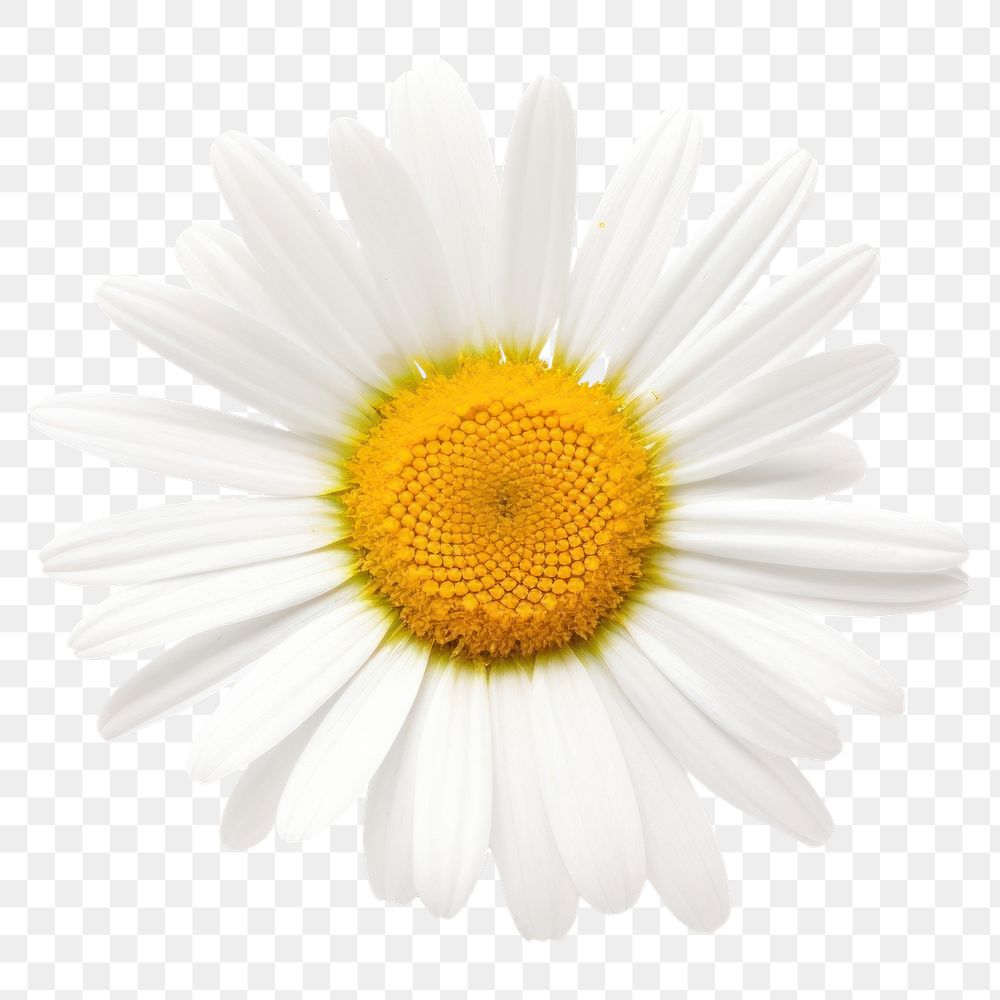 PNG  Flower daisy petal plant. AI generated Image by rawpixel.
