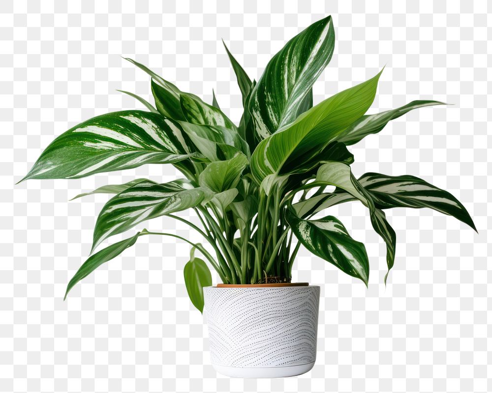 PNG Plant houseplant green leaf. AI generated Image by rawpixel.