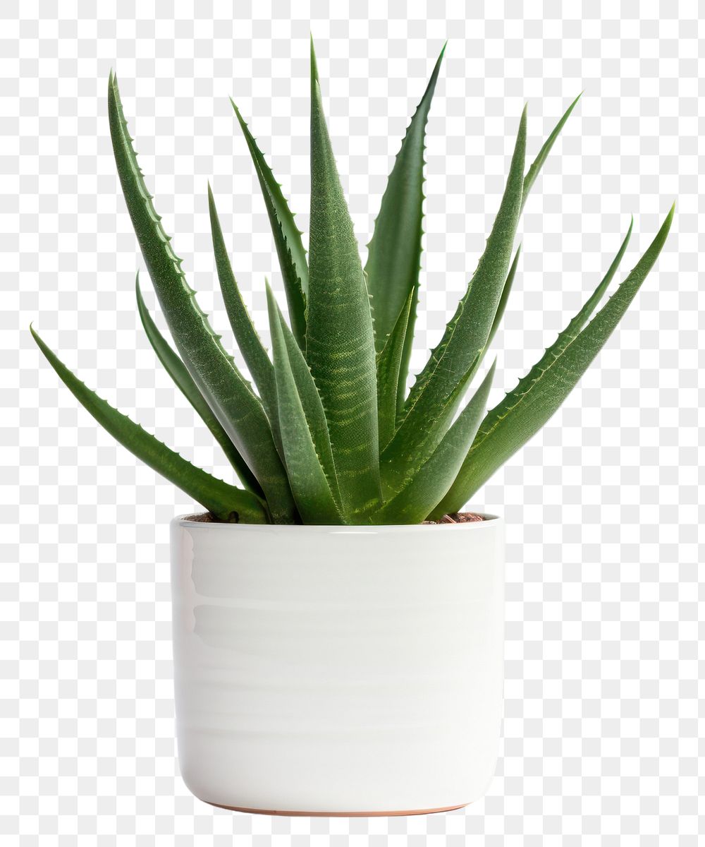PNG Aloe Vera plant aloe houseplant. AI generated Image by rawpixel.