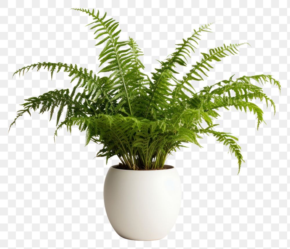 PNG Fern plant houseplant leaf. AI generated Image by rawpixel.