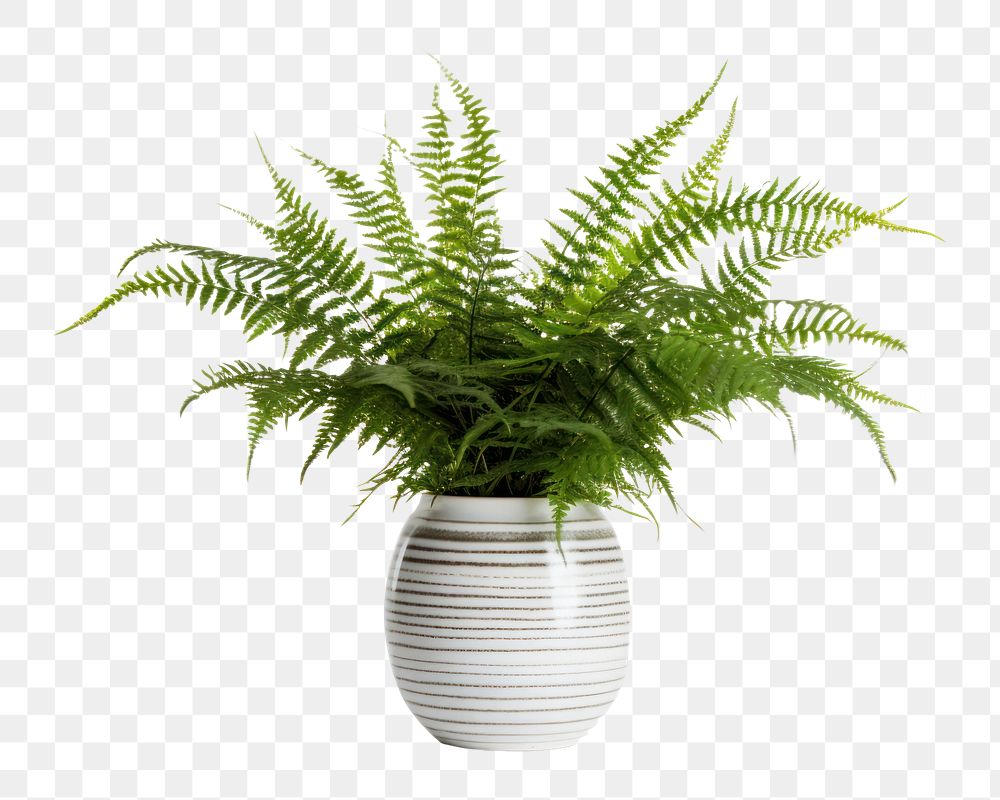 PNG Fern plant houseplant leaf. AI generated Image by rawpixel.