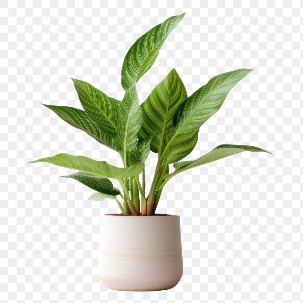 PNG Houseplant houseplant leaf vase. AI generated Image by rawpixel.