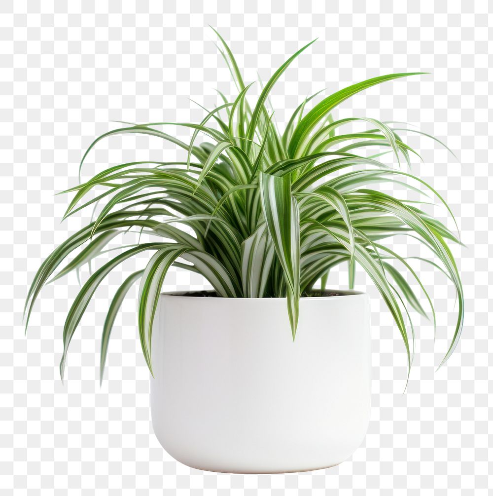 PNG Spider Plant Houseplants houseplant white background bromeliaceae. AI generated Image by rawpixel.